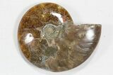 Lot: to Polished Ammonite Fossils - Pieces #82657-1